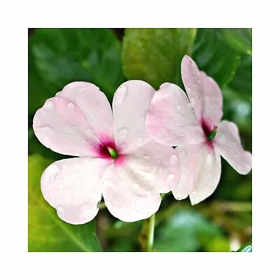 New Guinea Impatiens Compact Orchid Blush - 6 Starter Plants Perfect For Baskets • £14.99