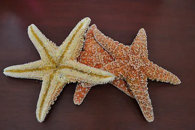 3 Pcs Sugar Starfish Seashell Wedding Craft Home Decor 6-8  • $30