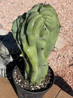 MYRTILLOCACTUS GEOMETRIZANS CRISTATA CRESTED GIANT FORM -- Rooted Cutting WOW!! • $134.95