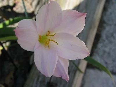 Rain Lily Zephyranthes Huastecana 1 Bulb NEW RARE Habranthus • $40