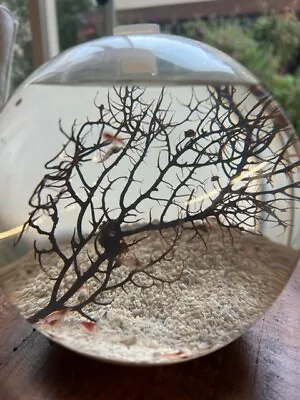 Large Opae Ula Hawaiian Red Shrimp Open Shrimp Ecosphere With 10+ Opae Ula • $149