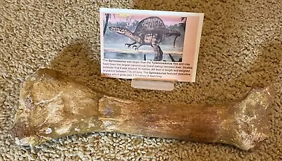 Spinosaurus Tarsal Foot Leg Dinosaur F0SSIL 10”before T Rex Cretaceous T3 • £550.17
