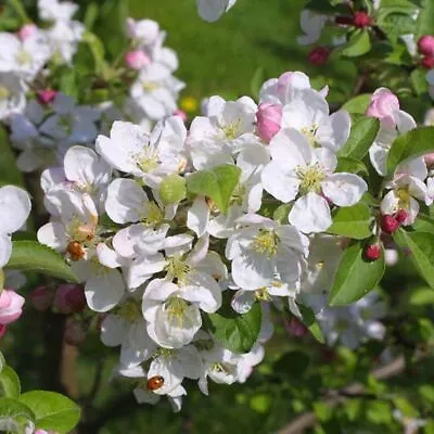 Crab Apple - Malus Sylvestris 🇬🇧 UK Grown - Sapling Bonsai Subject/Starter 9cm • £13.98