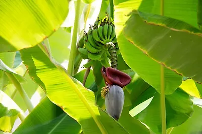 5 Seeds Musa Thomsonii Himalaya Banana VERY Rare Tropical Seed Pack • $9.89