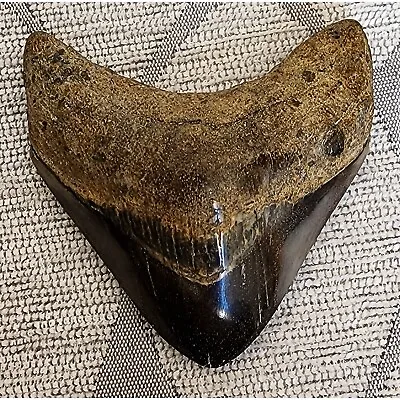 Megalodon Posterior Tooth Complete Fantastic Condition 2 1/2  • $45