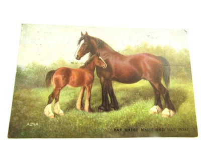 £0.99 • Buy Bay Shire Mare And Bay Foal - Old Horses / Animals Postcard