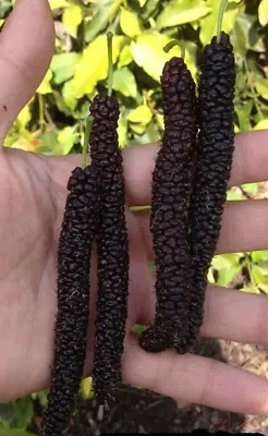 Morus Macroura Pakistani Long Mulberry  15 Fresh HQ Seeds Graines • $10.99