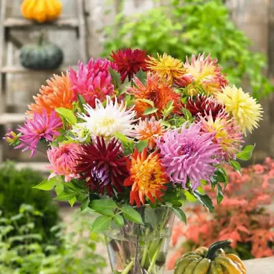 Dahlia Cactus Mix Seeds 20 Per Pack~~ships Within 48hrs~~USA • $1.55