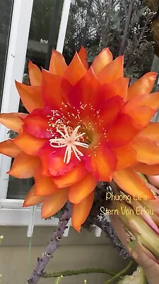 Epiphyllum Orchid Cactus “Stern Von Erlau” 8inch Cutting Stem Unrooted. • $8