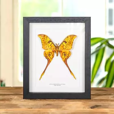 Taxidermy Giant Silk Moth Frame (Actias Groenendael Acutapex) • $194.48