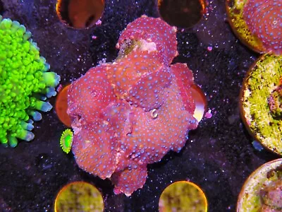 Superman Mushroom Small Colony Marine Aquarium Soft Coral Wysiwyg • £40