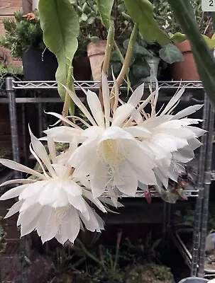 1 Cutting Rooted Queen Of The Night EPIPHYLLUM OXYPETALUM CACTUS ORCHID 6 -12  • $16.99