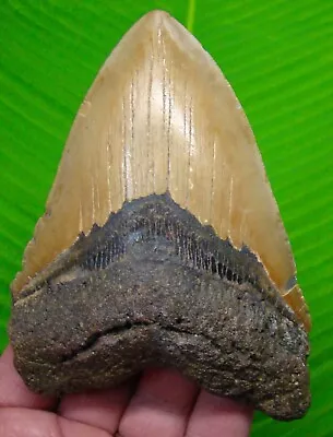 MEGALODON SHARK TOOTH  - XL 5 & 1/8  - NO RESTORATIONS - W/DISPLAY STAND  • $158