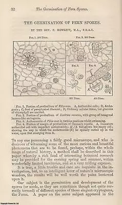 The Germination Of Fern Spores. An Original Uncommon Article From The Intellectu • £17.99