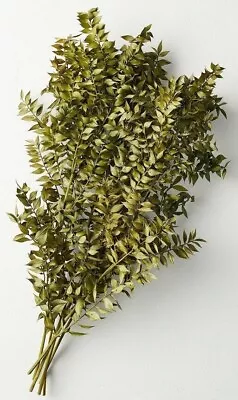 Hearth & Hand With Magnolia - Preserved Green Ruscus Leaves Bundle - 20  High • $7.86