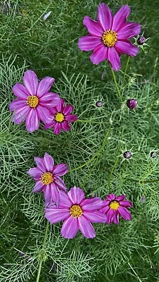 Giant COSMOS Random Colour (pink Purple And White)- 50 Seeds • £3.95