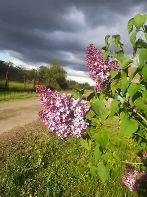 Syringa Vulgaris Lilac Hardy Flowering Shrub Bee Friendly 30-100 Seeds • £6.97