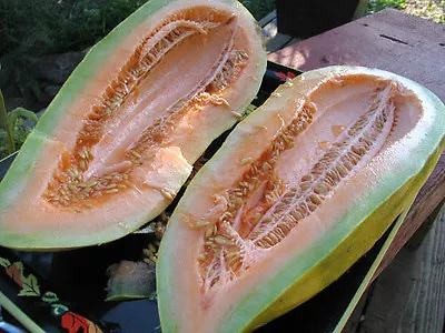 Melon BANANA MELON Rare HEIRLOOM 25 Seeds! GroCo - BUY ANY 10 - SHIPS FREE • $0.99