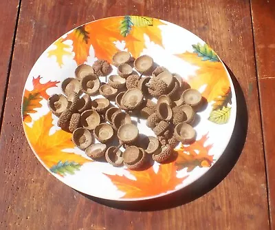 40 REAL White Oak Acorn Caps HARVESTED FALL 2022  • $7