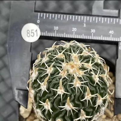 Succulent Live Plant Mammillaria Camptotricha WYSIWYG Self Rooted Garden Décor • $39.99