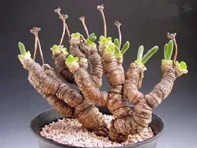 Monilaria Moniliformis !! Exotic Mesembs Rare Succulent String Of Pears 15 SEEDS • $8.99