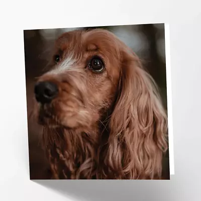 Cocker Spaniel Dog Square Quality Photo Greetings Card Made In The Uk By Maturi • £2.49