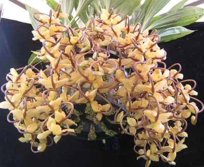 $49 • Buy Orchid Plants   Gongora Galeata
