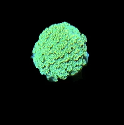 Goniopora Coral Mini Colony 1.5-2” - WYSIWYG Live Goni Corals - LPS • $51.99