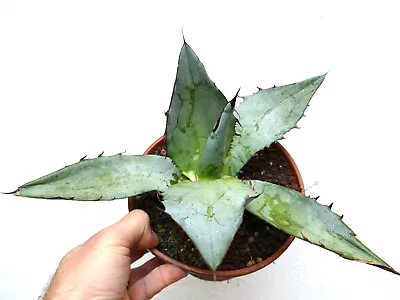 Agave Titanota Cv White Ice 99M • $30.28