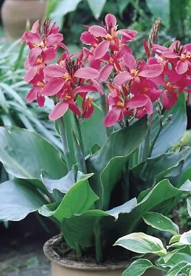 Canna Lily - Tubers - Bulbs - Perkeo - PERENNIAL - HARDY GARDEN SUMMER PLANT. • £10