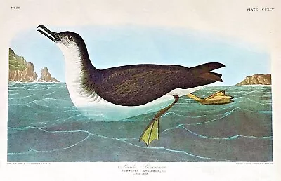 $155 • Buy AUDUBON AMSTERDAM Double Elephant Folio MANKS SHEARWATER Plate #295 WATERMARKED