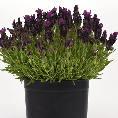 £13.95 • Buy French Lavender 'Bandera Deep Purple' 9cm Plant X 2. Plants For Pollinators