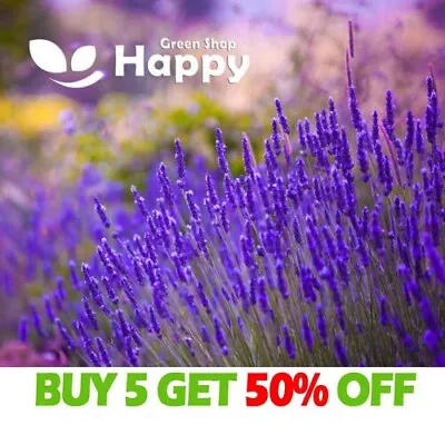 LAVENDER - Lavendula Angustifolia Vera - 300 SEEDS - Amazing Fragnant PERENNIAL • £2.29