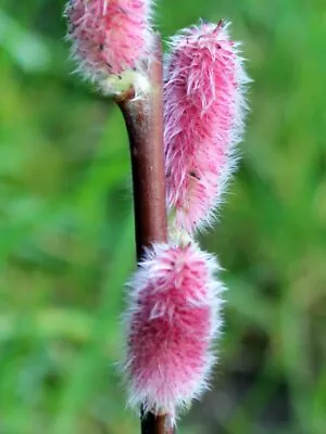 Salix Mt Aso - Pink Willow Salix Gracilistyla Melanostachys - Black Willow. • £2.99