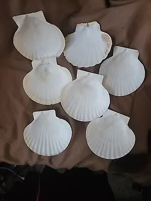 Irish Baking Scallops Sea Shells 5-6  Natural Variations Set Of 7 Crafts Too! • $15