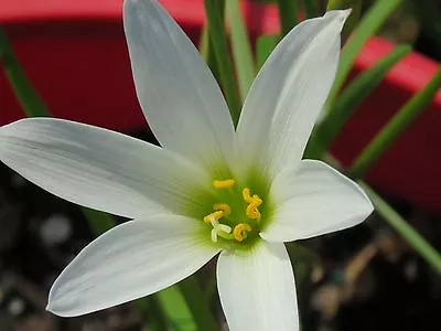 Rain Lily Habranthus Magnoi 1 Bulb NEW RARE Zephyranthes • $18