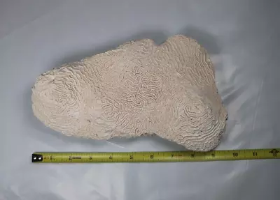 Beautiful Large Real Natural Brain Coral 9”x6”x3”  2 3/4 Pounds • $78.99