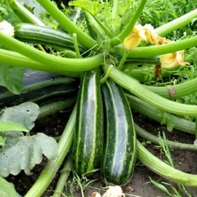 ZUCCHINI  Cocozelle  10 Seeds ORGANIC Vegetable Garden Squash STRIPED Heirloom • $3.66