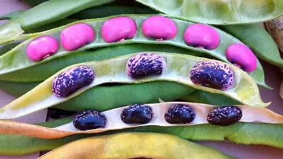 Scarlet Runner Bean 20 Seeds (Pole) | Magic Pink Purple Beans Green Pods • $9.89