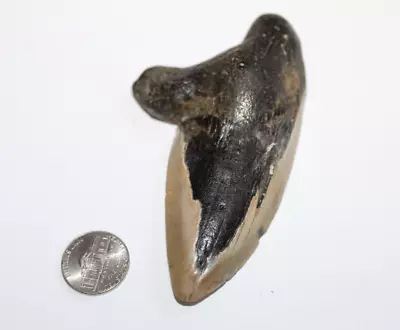 MEGALODON Shark Tooth Fossil No Repair Natural 4.33  HUGE RARE DEFORMED TOOTH • $80