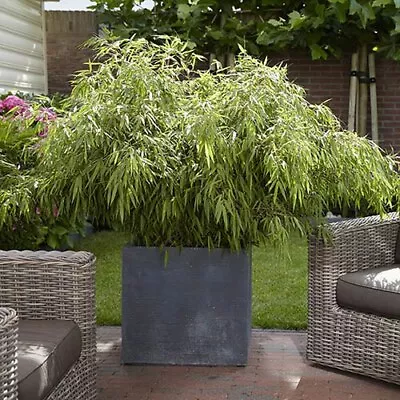 Fargesia Rufa (Fountain Bamboo) In 5L Pot • £42.99