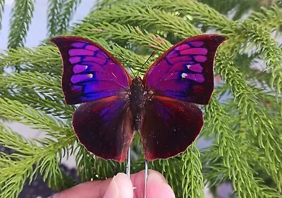 Anaea Tyrianthina Purple A- Rare Butterfly Mounted Riker Framed New Arrival • $60