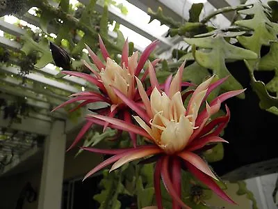 Epiphyllum Orchid 8 -10  Fresh Cutting Plant Queen Of The Night Cactus Ric Rac • $25