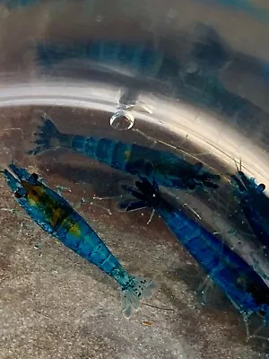 10 (+1 DOA) Dream Blue Shrimp From Thailand (Heat Pack Included) • $27.99