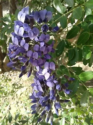 15 Soo Fragrant/pretty!  Texas Mountain Laurel Tree(easy To Grow) Seeds~read ! • $1