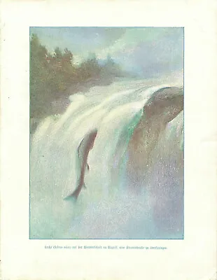 1900 Vintage Original SALMON GOING UP WATERFALL Early German OFF-SET Print • $12