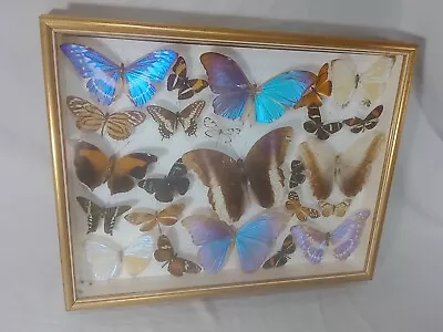 Vintage Butterfly Mounted Taxidermy Specimens Tropical Blue Morpho • $79