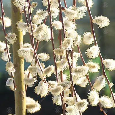 Salix Caprea 'Pendula' | Kilmarnock Willow Tree | Ornamental Tree | 150cm • £79.99