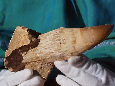 Massive Mosasaur Fossil Dinosaur Tooth 100 Mil Yrs Old Full Grown Adult 6.5  In • $175