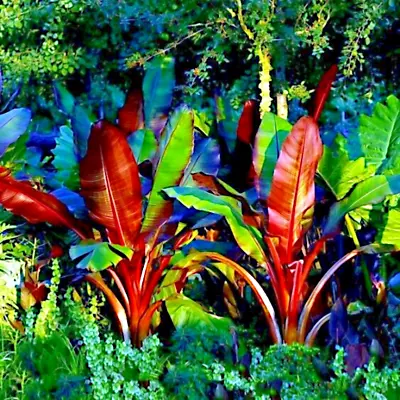 5 Red Abyssinian (Musa Ensete Ventricosum) False Banana Plant Tree Seeds RARE • $9.95